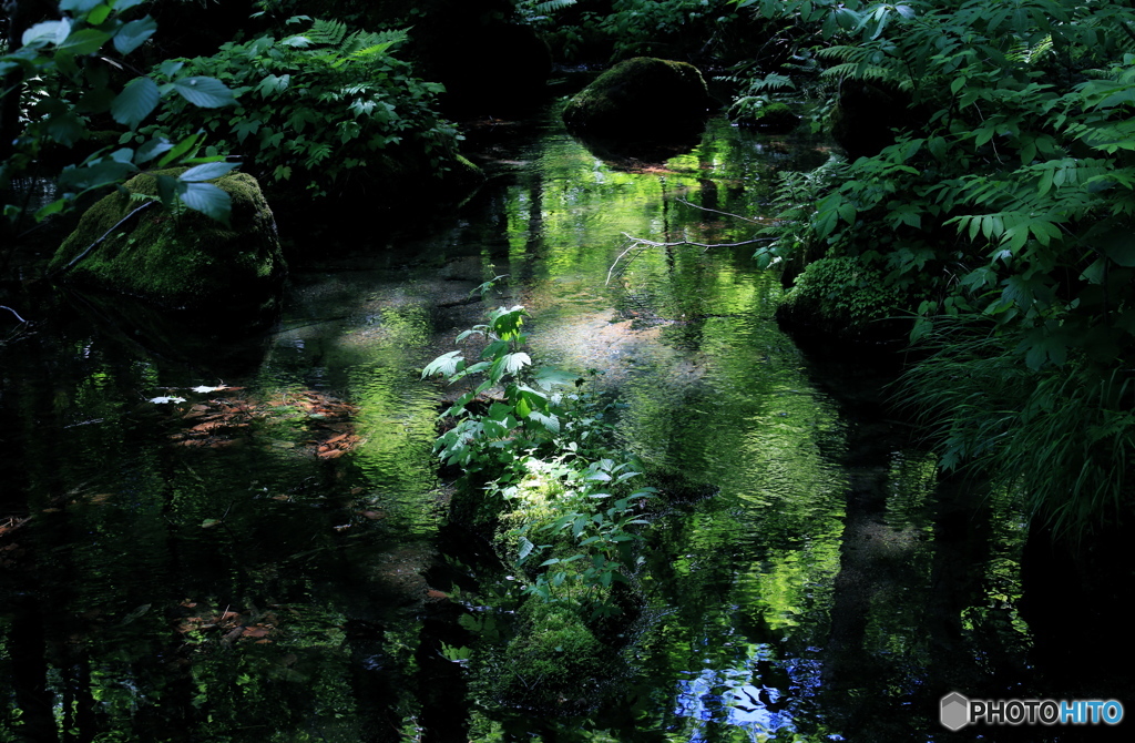 蔦沼の森-Ⅷ