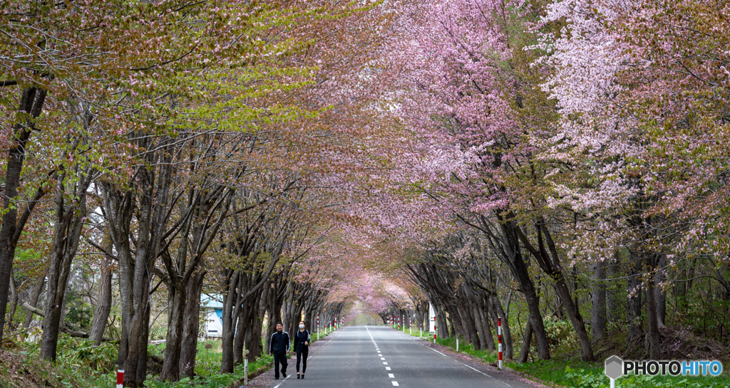 桜並木の散歩道