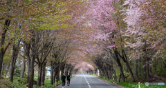 桜並木の散歩道