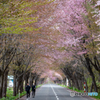 桜並木の散歩道
