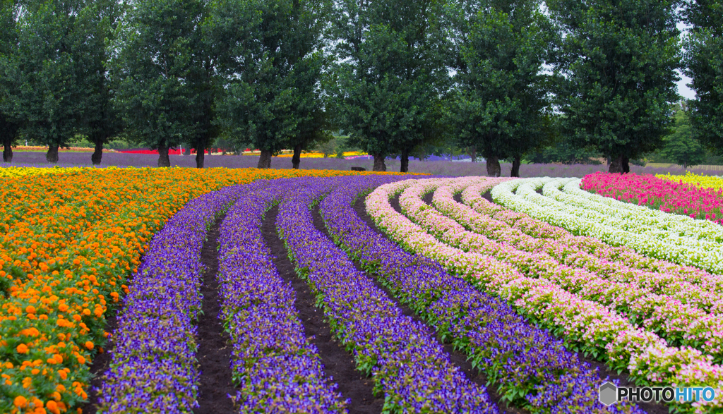 小雨の朝の花畑-Ⅰ