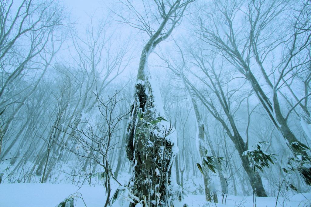 Snow grain in the forest「霧雪の森」2014