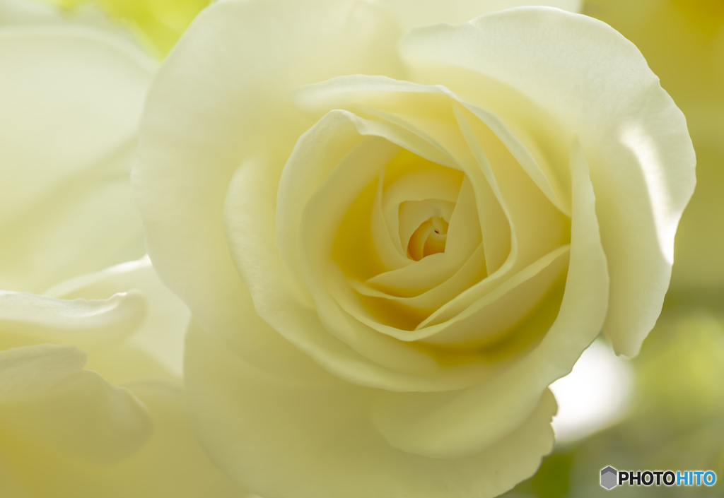 魅惑の薔薇-Ⅶ