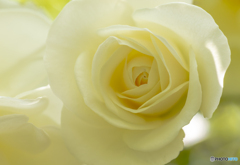 魅惑の薔薇-Ⅶ