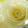 魅惑の薔薇-Ⅶ