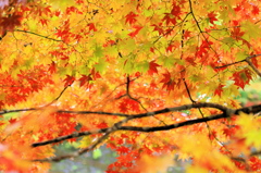 秋の彩り2014-11
