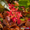 ちいさな紅葉-Ⅱ