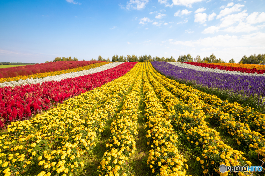 秋の彩り花畑