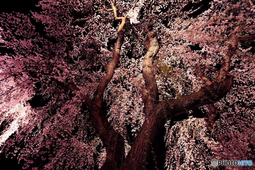 夜桜の衣