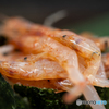 仙台 立ち食い店にて-Ⅳ