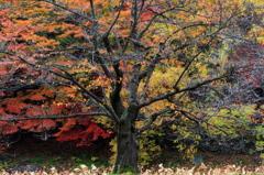 秋の彩り2014-33
