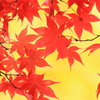秋の彩り2014-28