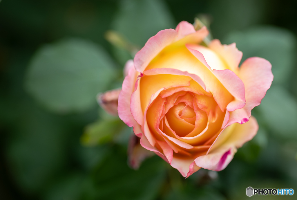 魅惑の薔薇-Ⅴ