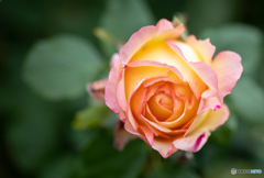 魅惑の薔薇-Ⅴ