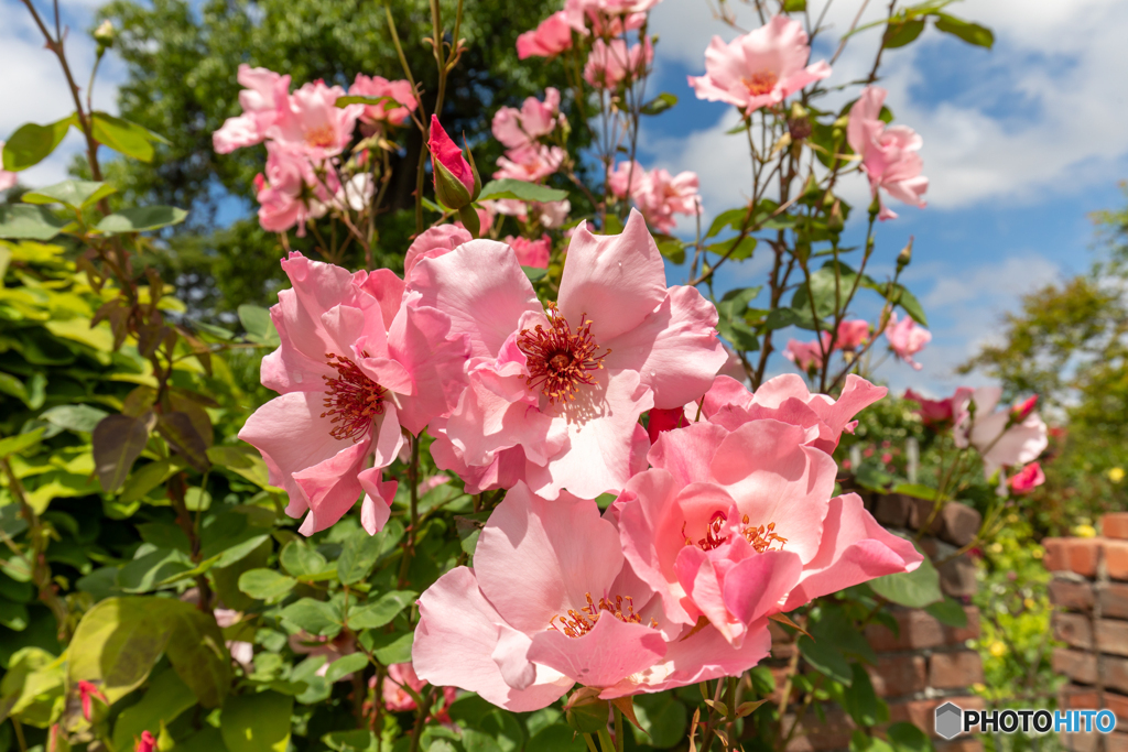これも薔薇らしい