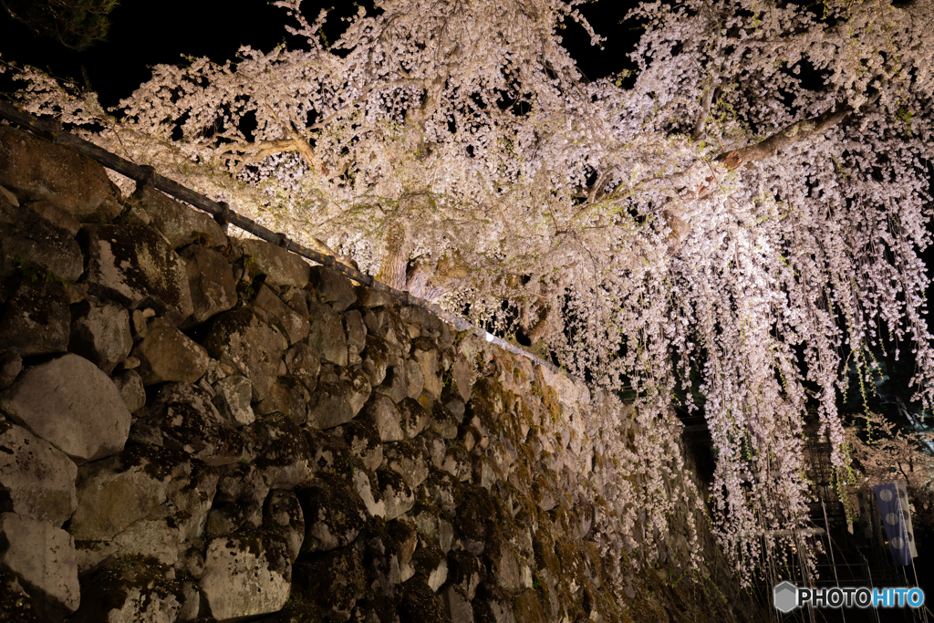 夜の枝垂れ桜