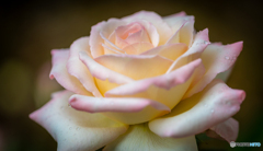魅惑の薔薇-Ⅺ