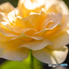 薔薇一凛