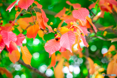 ７月の紅葉-Ⅱ