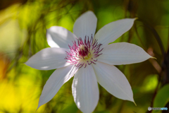 薔薇園で見つけた-Ⅱ