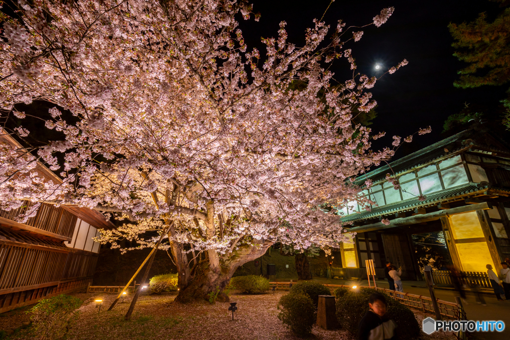 公園内最長寿の桜