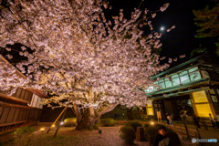 公園内最長寿の桜