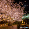公園内最長寿の桜