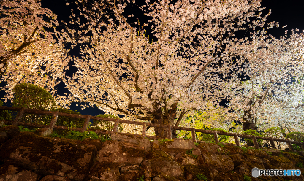 天守付近の夜桜