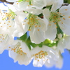 サクランボの花