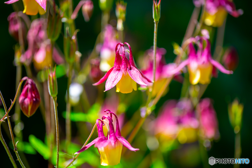 薔薇園の片隅に