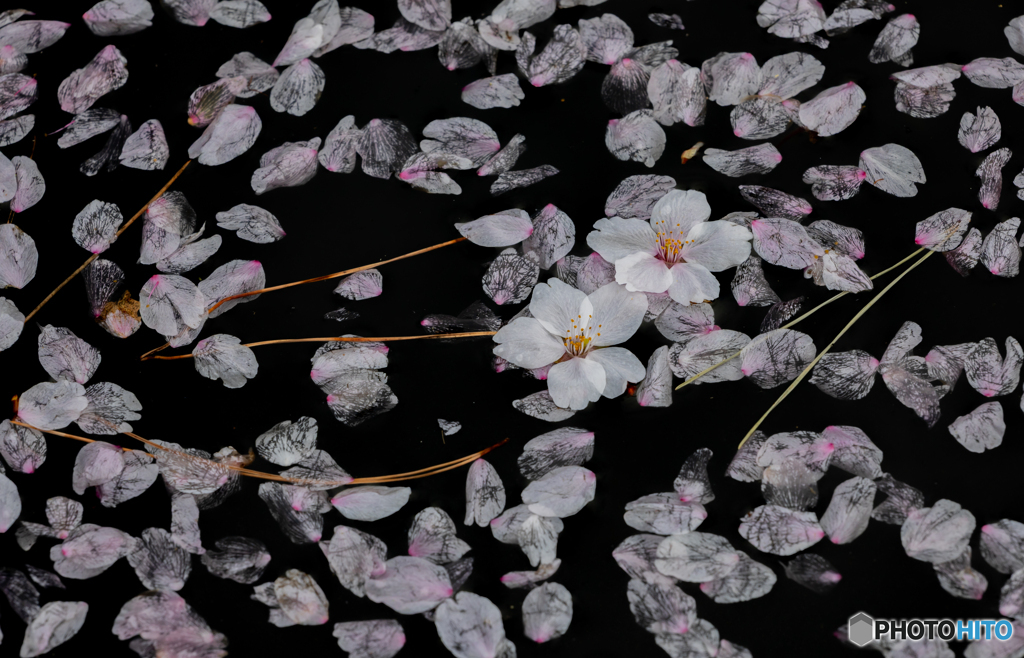名残り桜