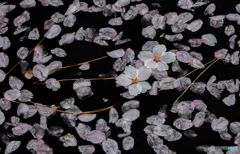 名残り桜