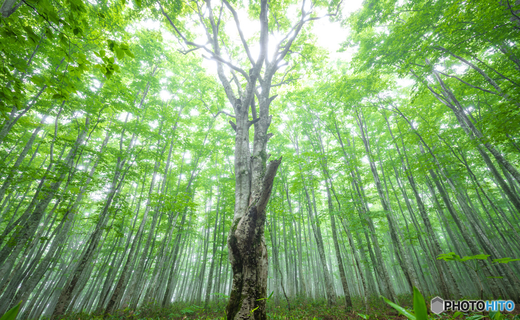 法量のシンボルツリー（勝手に命名）