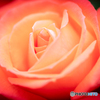 魅惑の薔薇-Ⅶ