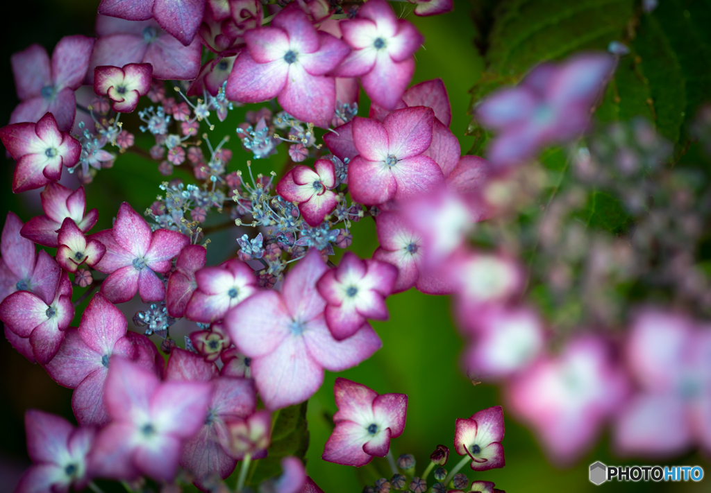 華やかな紫陽花