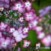 華やかな紫陽花