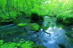 新緑の奥入瀬渓流−３