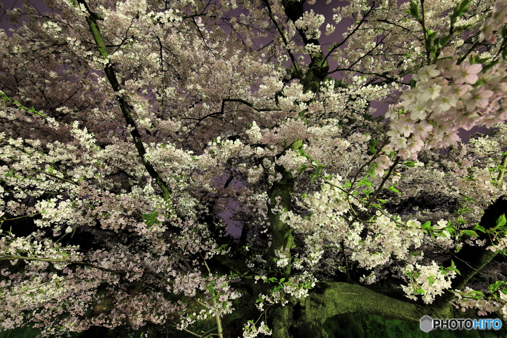 深夜桜-Ⅰ