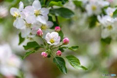 林檎の花