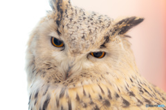 ミミズクの憂鬱