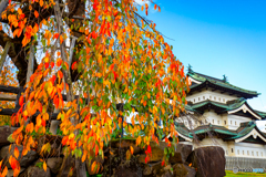 枝垂桜と弘前城天守