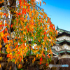 枝垂桜と弘前城天守