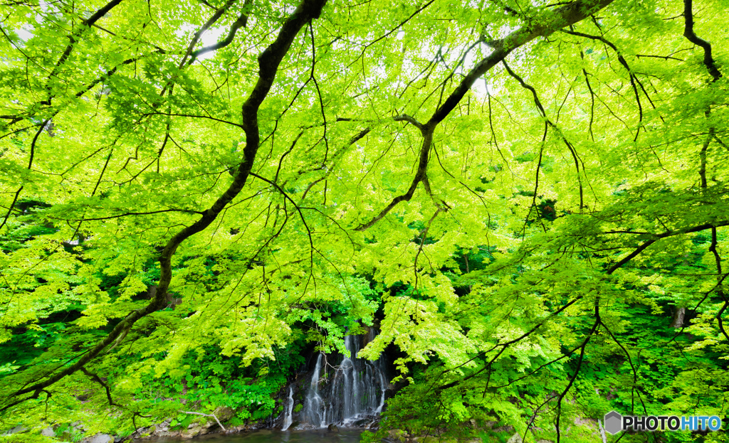 ６月のもみじ山にて-Ⅲ