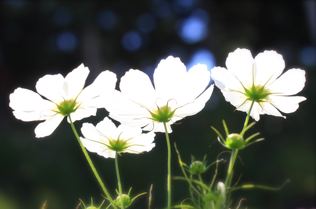 純白のコスモス