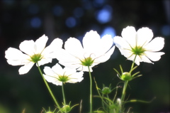純白のコスモス