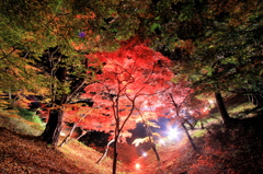 秋の彩り2014-34