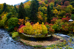 中野もみじ山にて-Ⅱ