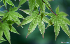 小雨の朝に