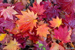 華やかな落ち葉-Ⅰ