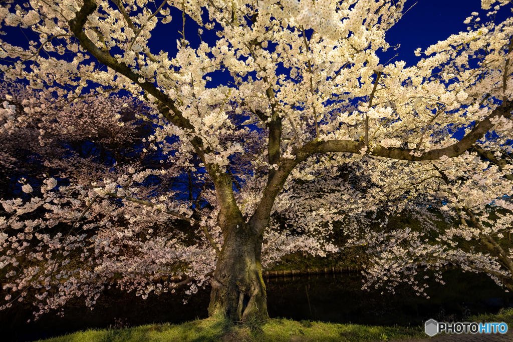 静寂の弘前公園‐Ⅱ